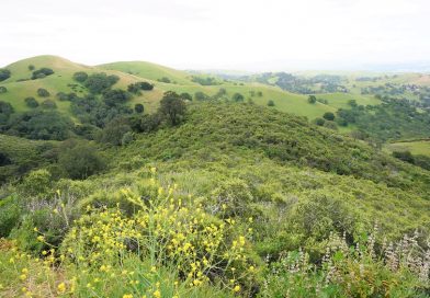 Flower watching at Mount Diablo State Park (その１)