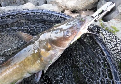 Catfish(アメリカナマズ)を釣ってみよう in Contra Loma Reservoir