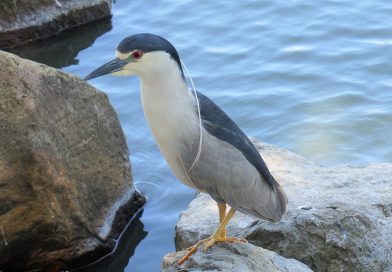 サンフランシスコでピクニック&フィッシング マーセド湖(Lake Merced Park)