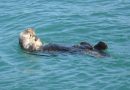 野生のラッコ(Sea Otter)を見に行こう。カリフォルニア モントレー