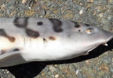 またまたLeopard shark(カリフォルニアドチザメ) in San Francisco Bay