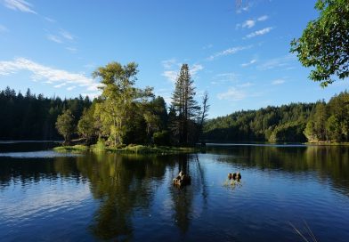 ネコリグに挑戦 ロックロモンド湖 (Loch Lomond Reservoir in California)