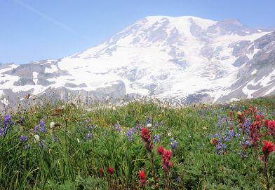 ハイキング in マウントレニエ国立公園 -その１ (Mt Rainier Washington)