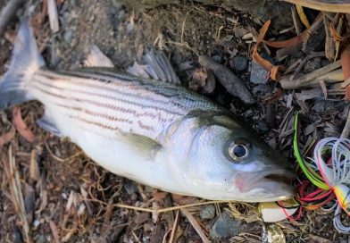 ストライプトバス釣りin デルタ(Striped Bass fishing in the Delta, CA)