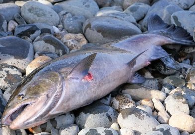 ビーズの仕掛けでサーモンフィッシング in アメリカンリバー カリフォルニア (American River in California)