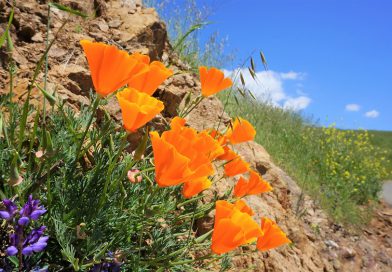 今がシーズン！カリフォルニア州の花、カリフォルニア・ポピーを見に行こう。Mount Diablo State Park