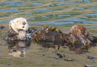 ラッコを見ながらフィッシング！ハーフォードピア アビラ・ビーチ Harford Pier in Avila Beach