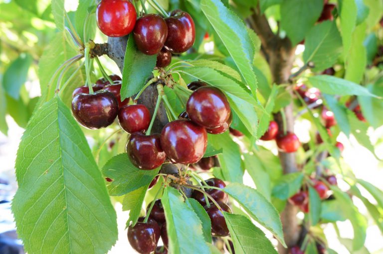 ブレントウッドにさくらんぼ狩りにでかけよう！2018 Picking Cherries in Brentwood California