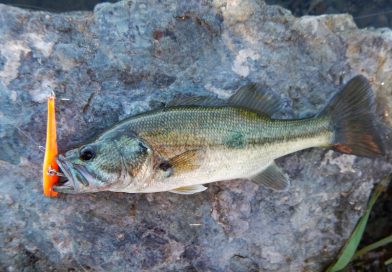 ルアーで大物狙うよ！攻略!! スリーマイル・スラウ in デルタ Lure fishing in Threemile Slough