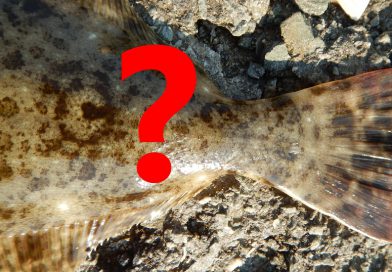 デルタ～サンフランシスコ湾。一泊二日釣行のフィナーレはこの魚！！