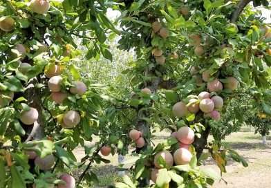 今回のフルーツ狩りはハイブリッドフルーツのプルオット!  2018 U-pick Pluots in Brentwood California