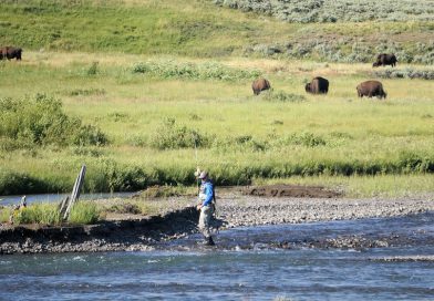 イエローストーン国立公園でフィッシング 2.ラマー川でバイソンと釣り編 Fishing with Bison in Lamar River, Yellowstone National Park