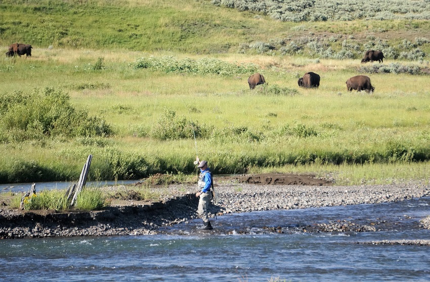 イエローストーン国立公園でフィッシング 2.ラマー川でバイソンと釣り編 Fishing with Bison in Lamar River, Yellowstone National Park