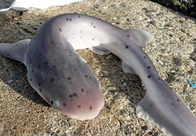 このサメ、何ザメ？2018 9月 サンフランシスコ湾 陸っぱり Fishing from shore in San Francisco Bay