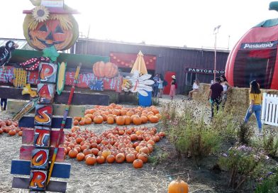 いよいよハロウィン！！パンプキンパッチに出かけよう！Halloween Pumpkin patch in Half Moon Bay, CA