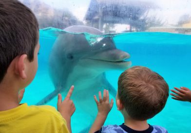 シーワールド サンディエゴに行ってみよう！その1 SeaWorld San Diego in California