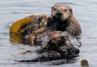 野生のラッコの赤ちゃんが見れるかも！モロベイ in カリフォルニア Morro Bay in California