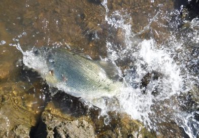 サンノゼ カレロ リザバーでバス釣り。Bass Fishing in Calero Reservoir, California