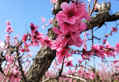 ブレントウッドにさくらんぼと桃の花を見に行ってきたよ。Blossom viewing in Brentwood, California