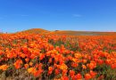 神回！大迫力！アンテロープ バレーにカリフォルニア・ポピーを見に行こう。Antelope Valley California Poppy Reserve