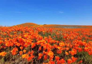 神回!大迫力!アンテロープ バレーにカリフォルニア・ポピーを見に行こう。Antelope Valley California Poppy Reserve 神回!大迫力!アンテロープ バレーにカリフォルニア・ポピーを見に行こう。Antelope Valley California Poppy Reserve