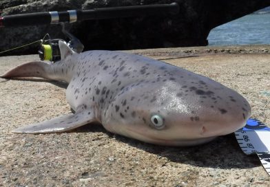 2019年5月サンフランシスコ ベイ 陸っぱり。エビスザメ!  Broadnose sevengill shark fishing in San Francisco bay, California