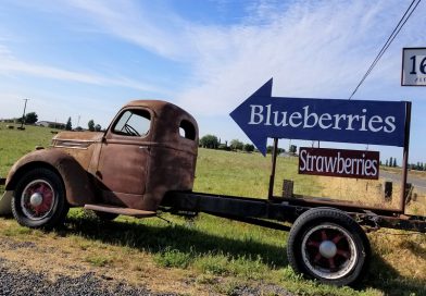 モデストにブルーベリー狩りに出かけよう！ 2019 U-Pick Blueberry in Modesto, California