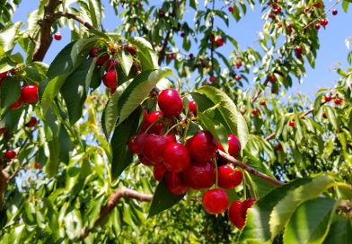 2019 さくらんぼ狩り in ブレントウッド！ U-PICK Cherries in Brentwood California