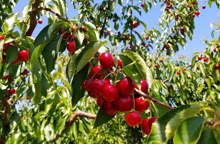 19 さくらんぼ狩り In ブレントウッド U Pick Cherries In Brentwood California Fishing Outdoors