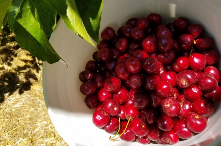 大発見！2019 さくらんぼ狩りはギルロイが大正解！！ UPICK Cherries in Gilroy, California