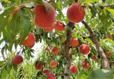 黄桃、杏、ネクタリン狩りin ブレントウッド！ U-pick Yellow Peaches, Apricots, and Nectarines in Brentwood, CA