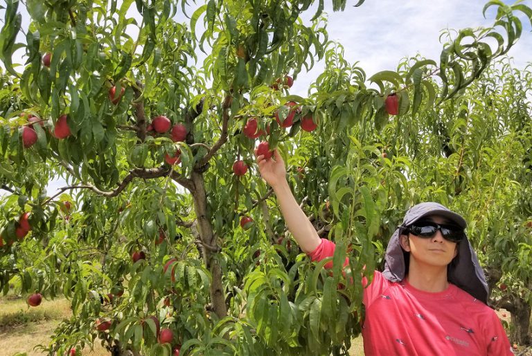 黄桃、杏、ネクタリン狩りin ブレントウッド！ Upick Yellow Peaches, Apricots, and Nectarines
