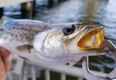 フロリダ釣行編1. タイタスビルでシートラウト狙うよ! Seatrout Fishing in Titusville, Florida.