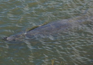 フロリダ・アウトドア編2. 野生のマナティを見に行こう Manatee watching in Allenhurst, Florida