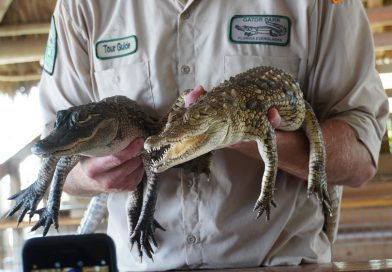 フロリダ・アウトドア編7. エバーグレーズ国立公園でエアーボートに乗ってみよう。Airboat Rides at Everglades National Park