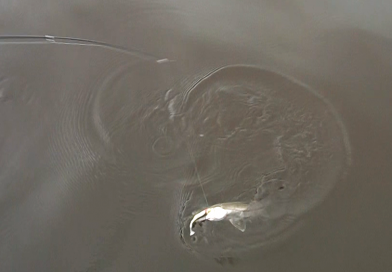 フロリダ釣行編4. エバーグレーズ国立公園でスヌーク狙うよ!Snook Fishing in Everglades City フロリダ釣行編4. エバーグレーズ国立公園でスヌーク狙うよ!Snook Fishing in Everglades City