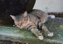 フロリダ・アウトドア編6. ヘミングウェイ・ホームに6本指の猫たちを見に行こう。Cats at Hemingway Home in Key West, Florida
