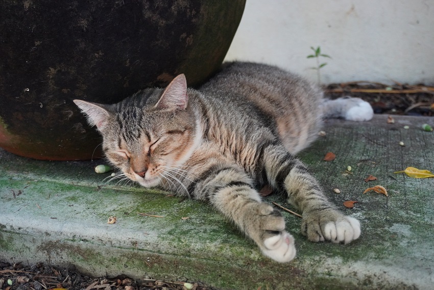 フロリダ アウトドア編6 ヘミングウェイ ホームに6本指の猫たちを見に行こう Cats At Hemingway Home In Key West Florida Fishing Outdoors