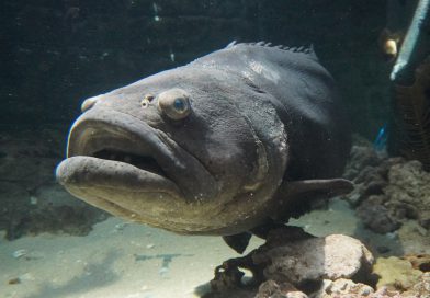 フロリダ釣行番外編. ゴライアスグルーパー登場！フロリダ水族館へ行ってきたよ。The Florida Aquarium in Tampa